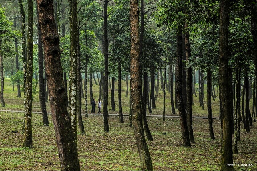 Khám phá rừng thông ba vì ở Vườn Quốc Gia Ba Vì