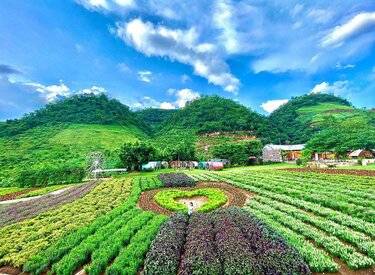 Ba Vì Mộc Châu: Nơi hòa quyện thiên nhiên tuyệt đẹp của hai vùng