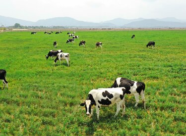 Tham quan trang trại bò sữa Ba Vì
