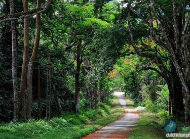 Cây giống Ba Vì - Lựa chọn tuyệt vời cho khu vườn của bạn