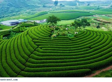 Thiên đường chè từ thiên nhiên tại đồi chè Ba Vì