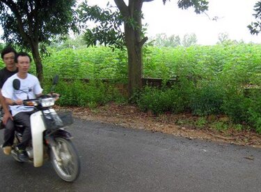 Sự sụt giảm giá đất Ba Vì gây hậu quả nghiêm trọng