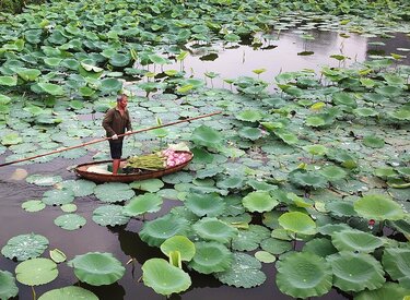 Đầm Sen Ba Vì - Khám phá khu du lịch đầm Long Ba Vì tuyệt vời