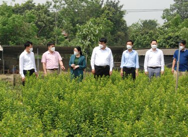 Mai trắng ba vì: Biểu tượng tình yêu trường tồn trong truyền thuyết
