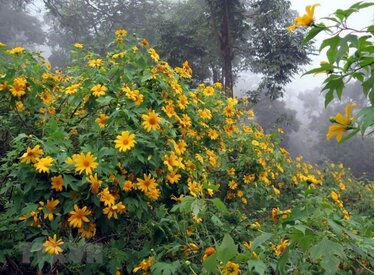 Hoa dã quỳ Ba Vì 2019: Sắc hoa tinh tú trên núi Ba Vì
