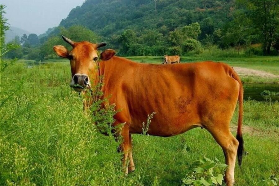 Ba vì con bò vàng - những điều kỳ diệu từ truyền thống văn hóa Việt
