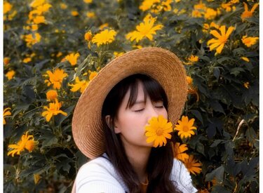 Hoa dã quỳ ba vì 2018: Tuyệt phẩm mùa xuân rực rỡ từ thiên nhiên