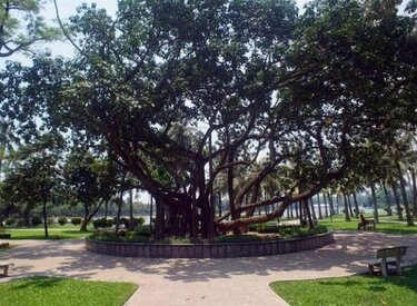 Cây đa Bác Hồ - Sự tôn vinh tam vị của người lãnh đạo vĩ đại