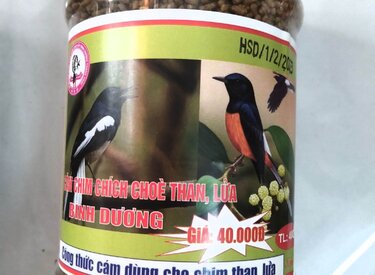 Chòe than ăn cám ba vì: Sự kỳ diệu của loài chim lạ lùng này