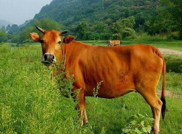 Ba vì con bò vàng - những điều kỳ diệu từ truyền thống văn hóa Việt