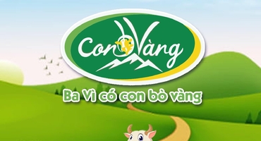 Công ty cổ phần Sữa Con Bò Vàng Ba Vì uy tín và chất lượng