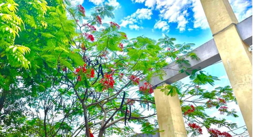 Thôn Lặt Minh: Quang ba văn hóa truyền thống và du lịch cho Hà Nội