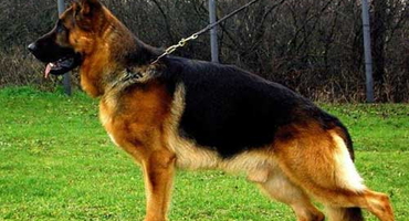 Trại chó Ba Vì: Nơi nuôi dưỡng, chăm sóc chó chất lượng.