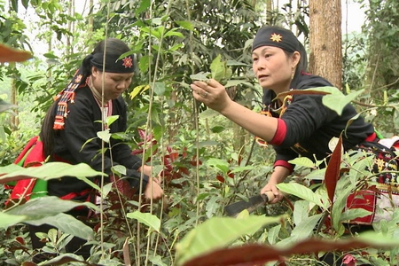 Sách Cây Thuốc Người Dao Ba Vì: Báu Vật Văn Hóa và Du Lịch Ba Vì