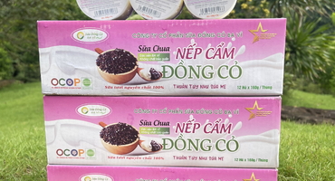 Sữa chua Ba Vì tại Hà Nội – Hương vị tự nhiên từ vùng đất núi Ba Vì