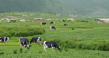 Trải nghiệm du lịch và khám phá mô hình nuôi bò sữa ở Ba Vì