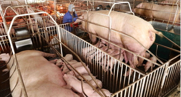 Nghỉ dưỡng Ba Vì và trải nghiệm độc đáo tại Trại Lợn Ba Vì