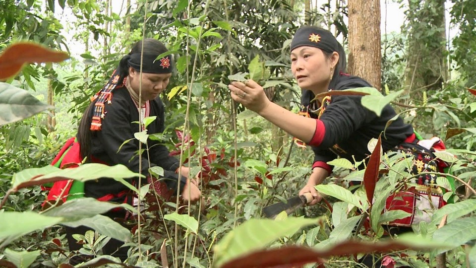 sach-cay-thuoc-nguoi-dao-ba-vi-ha-noi