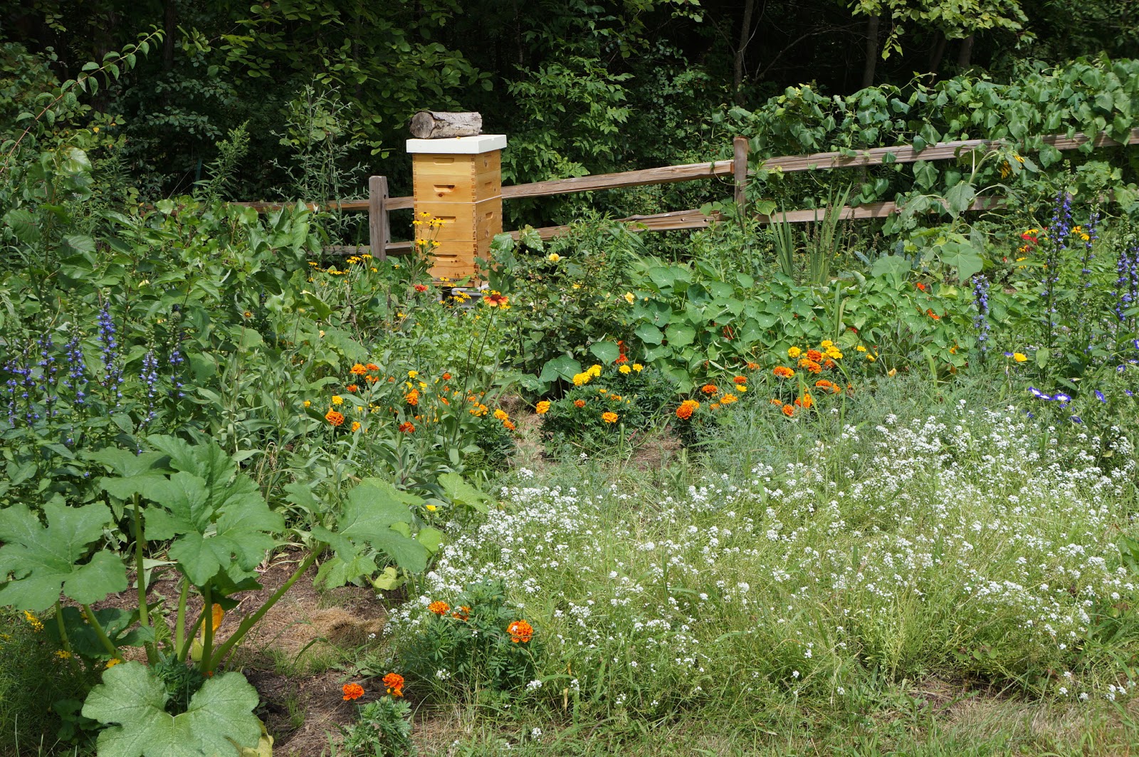 The Backyard Farming Connection: Planning a Bee Garden