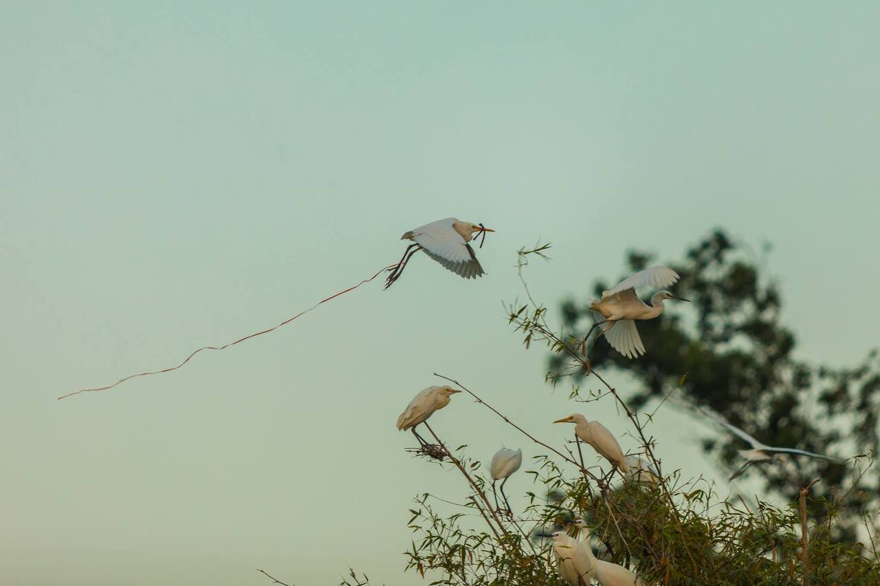 Đảo Cò Chi Lăng | Tripzone