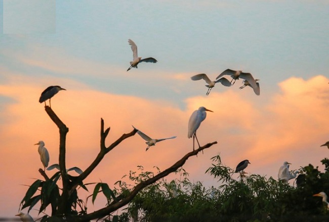 Trốn thành phố về ngay Thanh Miện Hải Dương ngắm Đảo Cò Chi Lăng Nam ...