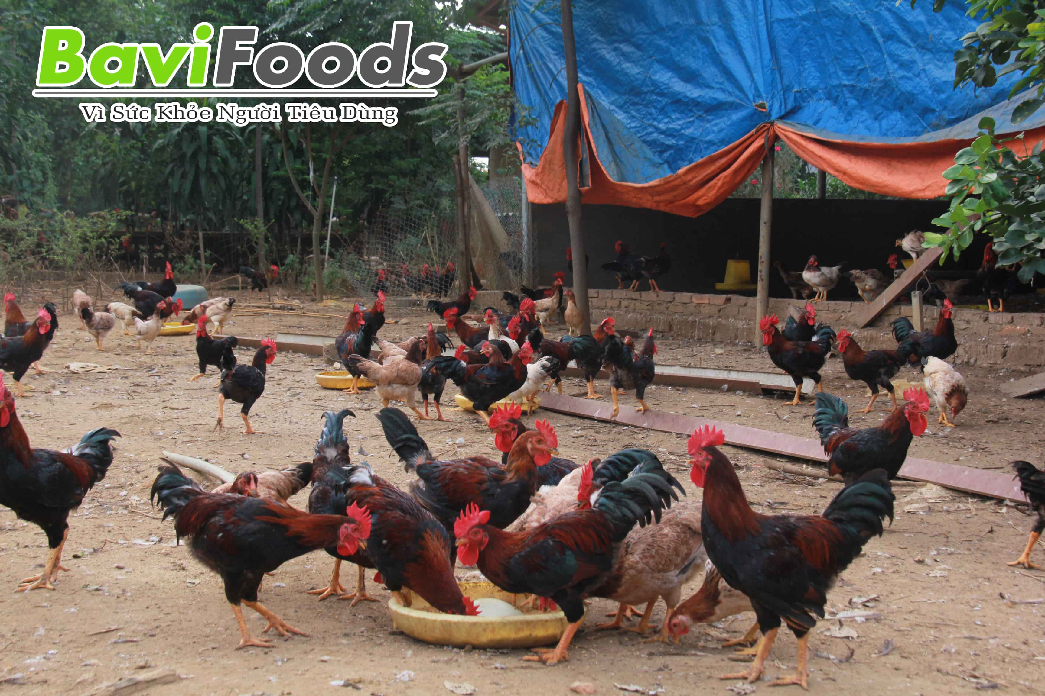 Gà Đồi – Ba Vì Foods