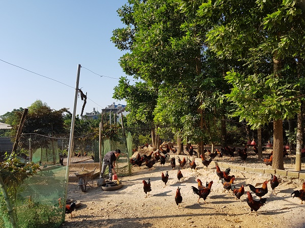 Đặc sản Gà đồi Ba Vì-Tiêu chuẩn OCOP đến từ chất lượng