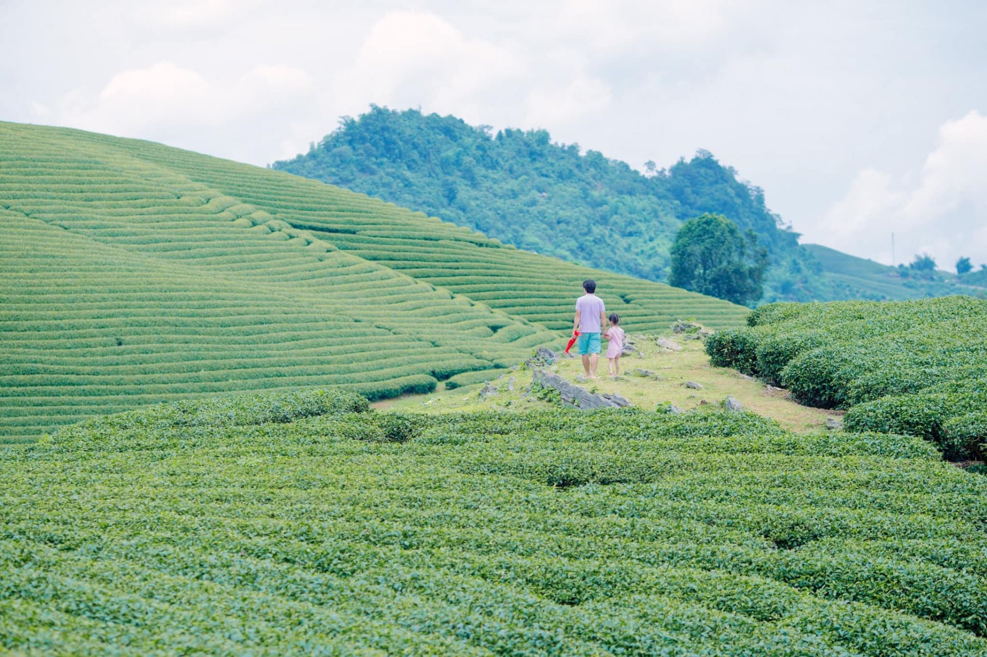 Top 8 địa điểm du lịch Mộc Châu bạn không nên bỏ qua - Homestay Ba Vì