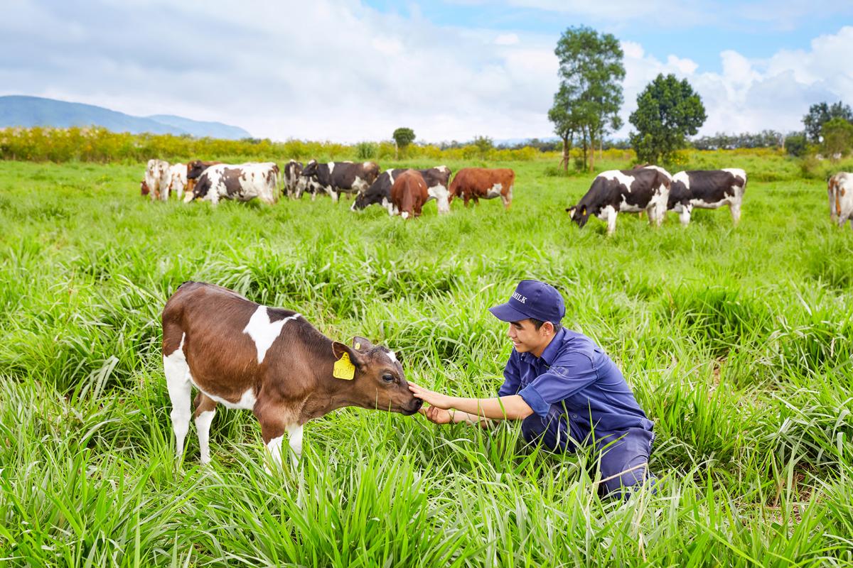 First organic dairy farm in Vietnam certified by the EU -ringier ...