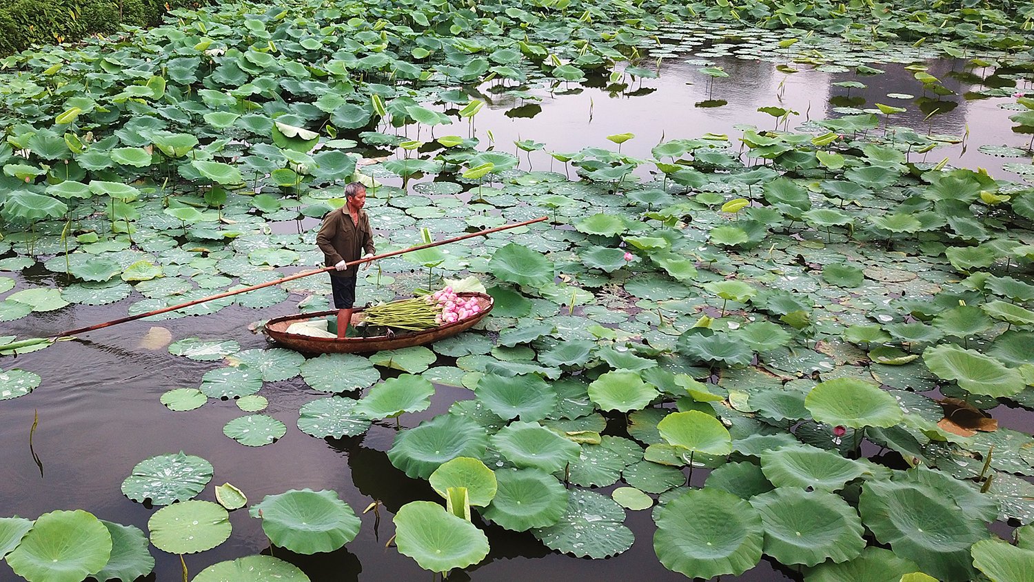 Hà Nội đến và yêu: Sen Tây Hồ, đầm sen lâu đời và lớn nhất Thủ đô