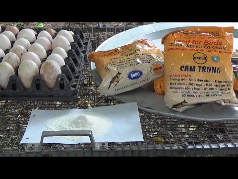 Cách Chộn Trứng Với Cám Ba Vì Rành Cho Chòe Than & Họa Mi Mộc. | Thông ...