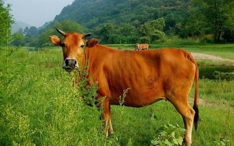 TOP 5 giống bò thịt tốt nhất hiện nay tại Việt Nam 2020