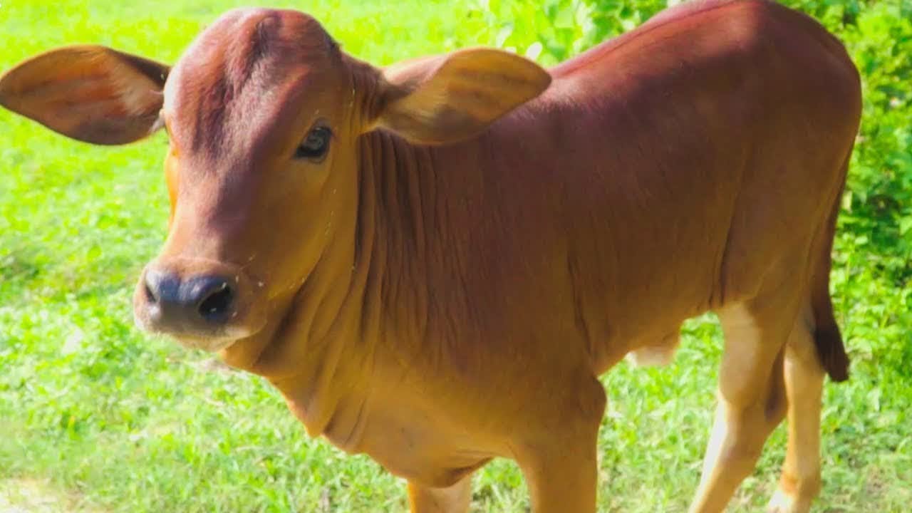 Con bò ♫ Ba yêu ơi ♫♫♫ Nhạc thiếu nhi sôi động vui nhộn hay nhất - YouTube
