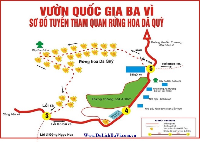 Hoa Dã Quỳ Ba Vì: Thời điểm đẹp Nhất để Chiêm Ngưỡng - Campingviet.vn